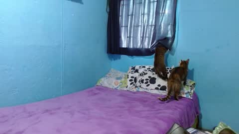 Sammy online show from February 2025 06:21:02 PM