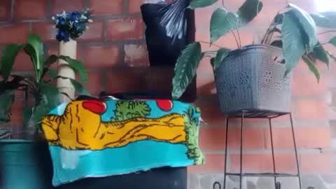 _tarek_ online show from October 2025 10:17:02 PM