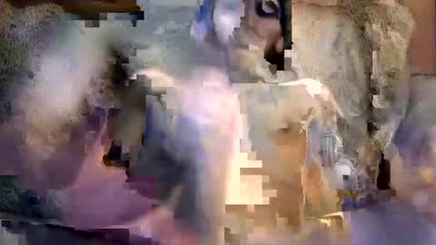 bigwytecock1979 online show from December 2024 07:16:02 AM