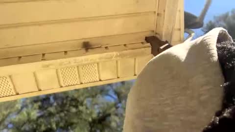 Black Clover online show from January 2025 05:05:02 PM