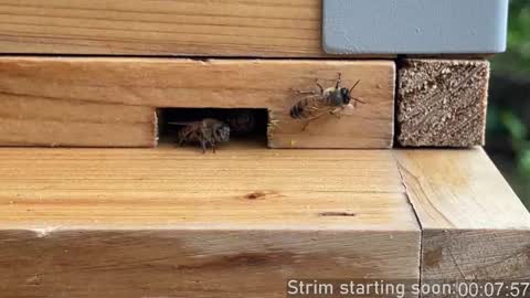 Booker Baxton online show from October 2025 03:03:02 AM