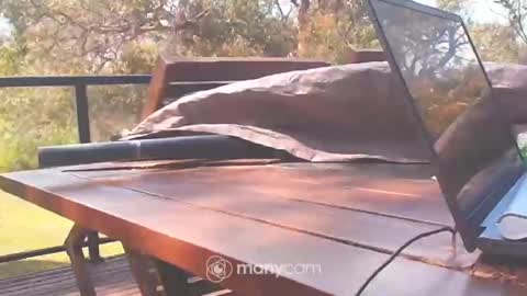 Snapshot of bridie3079 chatting on October 2025 01:15:01 AM Fun Monster online show from October 2025 01:15:01 AM