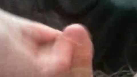 bullemoe online show from October 2025 07:04:02 AM