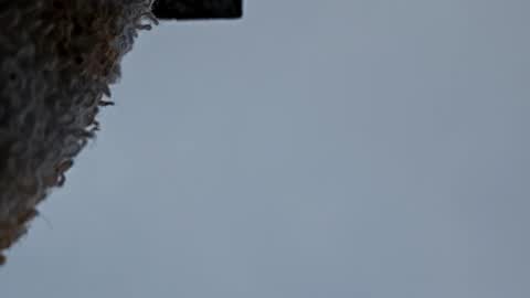 cheffydl online show from November 2025 12:47:01 PM