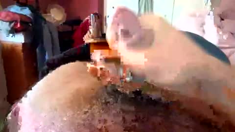 currocll online show from October 2025 08:01:01 AM