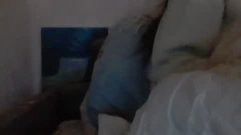 Snapshot of cutekattie chatting on December 2024 09:36:02 AM cutekattie online show from December 2024 09:36:02 AM