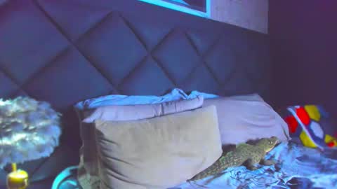 Snapshot of dany_dryy chatting on November 2025 04:42:01 PM Dany online show from November 2025 04:42:01 PM