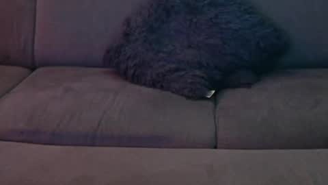 Snapshot of davesbabe14 chatting on January 2025 12:49:01 AM Sophie Dave online show from January 2025 12:49:01 AM