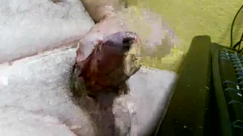 Snapshot of didyoujustseethat chatting on October 2025 06:10:02 AM didyoujustseethat online show from October 2025 06:10:02 AM