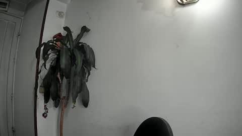 evacollins12 online show from December 2024 02:28:01 AM