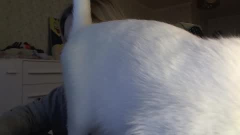 Snapshot of fairydreams_ chatting on November 2025 01:01:02 PM Arisha online show from November 2025 01:01:02 PM