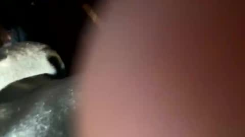 Snapshot of fieldmousebby chatting on November 2025 08:15:02 AM fieldmousebby online show from November 2025 08:15:02 AM