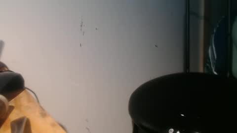 forestnymphpdx online show from January 2025 09:04:02 AM