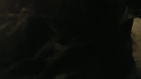 Gary online show from January 2025 12:46:01 AM