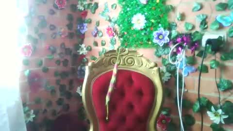 HANMy Dears make sure to follow me here create a FREE account if you dont have one and chat thank you. online show from December 2024 05:05:01 PM