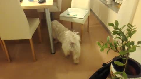 Snapshot of harald1234 chatting on December 2025 07:30:02 PM harald1234 online show from December 2025 07:30:02 PM