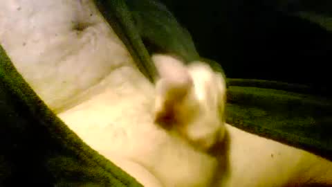 Iluvj2jizz4u online show from January 2025 11:26:02 AM