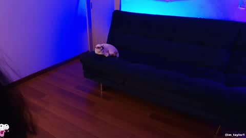 Snapshot of imtaylor__ chatting on October 2025 01:03:01 AM TAYLOR online show from October 2025 01:03:01 AM