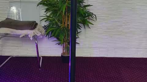 Snapshot of ivoryswan chatting on November 2025 05:31:02 AM Celine online show from November 2025 05:31:02 AM