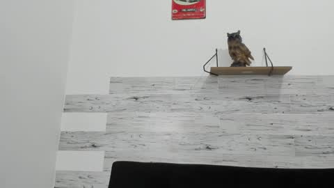 Snapshot of jaycreedd chatting on November 2025 04:01:01 AM Jaycreedd online show from November 2025 04:01:01 AM