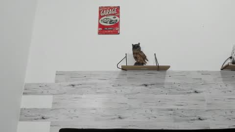 Snapshot of jaycreedd chatting on November 2025 08:15:02 AM Jaycreedd online show from November 2025 08:15:02 AM