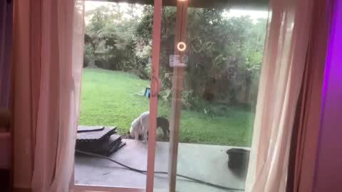 Kailee Smile online show from January 2025 03:46:01 AM