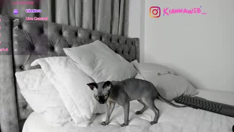 INSTAGRAM Kiannaweb  online show from February 2025 03:48:01 AM