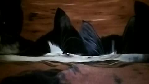lubiecie154 online show from September 2025 06:35:01 PM