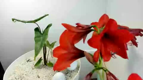 Snapshot of manup1977 chatting on December 2025 12:09:01 PM manup1977 online show from December 2025 12:09:01 PM