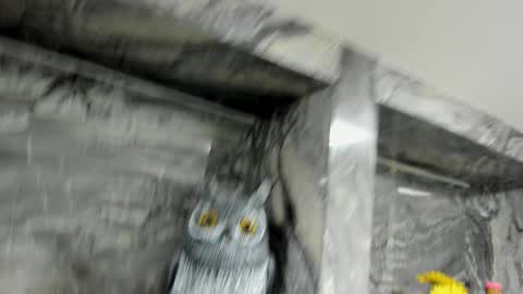 Snapshot of miss_danika chatting on October 2025 11:05:02 AM Danika online show from October 2025 11:05:02 AM