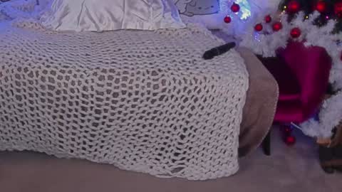 Rosa online show from December 2024 10:01:01 AM