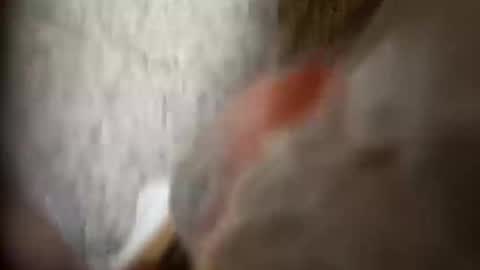 Snapshot of moos1 chatting on September 2025 12:25:01 AM moos1 online show from September 2025 12:25:01 AM