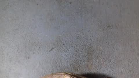 Nathy online show from February 2025 08:12:02 AM