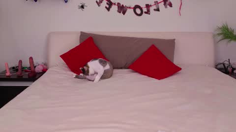 Belle online show from November 2025 01:08:01 AM