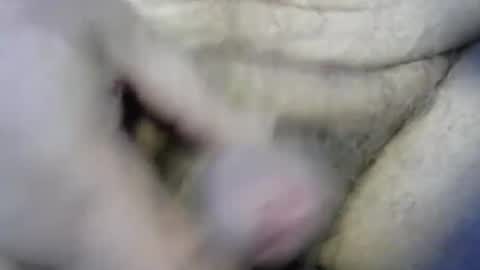 Snapshot of ogasmbyoral chatting on December 2024 12:47:01 PM ogasmbyoral online show from December 2024 12:47:01 PM