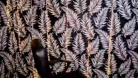 Kelly online show from October 2025 11:33:02 AM