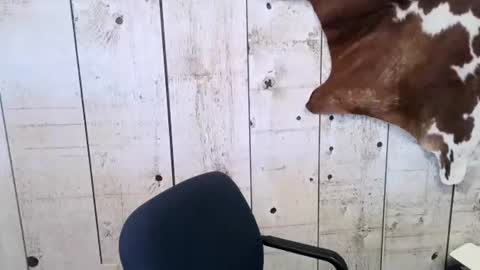 Snapshot of openmindedcowboy chatting on February 2025 04:47:01 PM kinkynerd online show from February 2025 04:47:01 PM