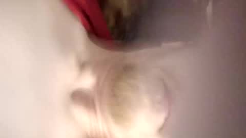 Snapshot of pinkytinky4 chatting on December 2025 01:11:01 AM pinkytinky4 online show from December 2025 01:11:01 AM