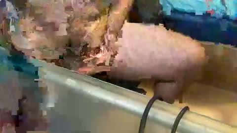 Snapshot of pussy_muncher_691 chatting on October 2025 06:05:01 PM pussy_muncher_691 online show from October 2025 06:05:01 PM