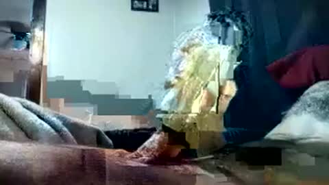 Snapshot of pussyluver420kik909587 chatting on October 2025 08:15:01 PM Pussyluver420 online show from October 2025 08:15:01 PM