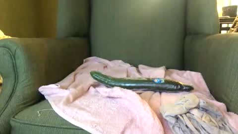 Snapshot of queenkitty477 chatting on October 2025 01:46:01 AM queenkitty477 online show from October 2025 01:46:01 AM