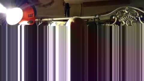 scoutiii online show from October 2025 11:43:01 AM