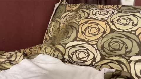 Snapshot of sebilone chatting on December 2024 06:27:01 PM Hennriette and Sebastian online show from December 2024 06:27:01 PM