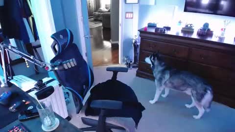 Snapshot of shaftyone4u chatting on January 2025 09:40:02 PM shaftyone4u online show from January 2025 09:40:02 PM