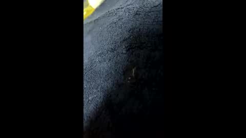 shurthingxx online show from January 2025 12:22:01 PM