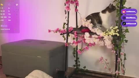 Snapshot of soffimoon_ chatting on October 2025 02:21:01 AM IG Soffimoon I THANK YOU FOR LEAVING YOUR FOLLOW online show from October 2025 02:21:01 AM