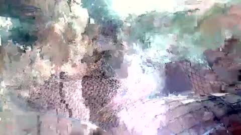 spence6669_tree online show from November 2025 01:51:01 PM