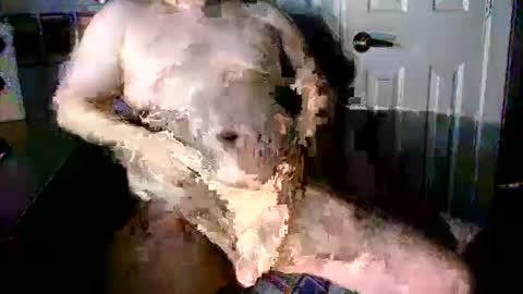 Snapshot of stockyguy31 chatting on October 2025 11:06:02 PM StockynCuddly online show from October 2025 11:06:02 PM