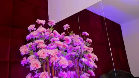 Snapshot of sugar_maple chatting on September 2025 05:11:02 AM Sugar online show from September 2025 05:11:02 AM