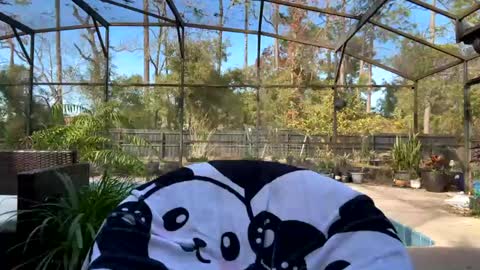 Snapshot of syndica chatting on February 2025 08:05:02 PM Jennah online show from February 2025 08:05:02 PM